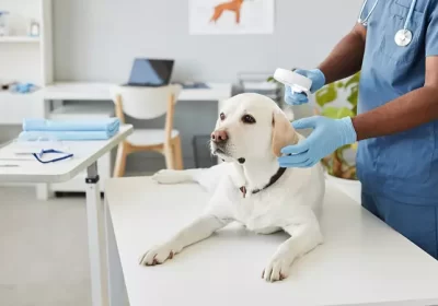 pet clinic near me